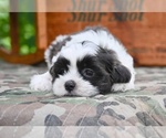 Small #3 Shih Tzu