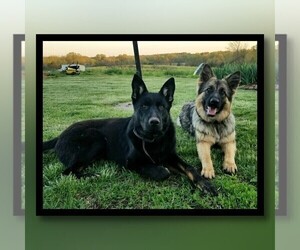 German Shepherd Dog Puppy for Sale in BROOKFIELD, Missouri USA