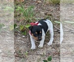 Small Photo #1 Rat Terrier Puppy For Sale in DORA, MO, USA