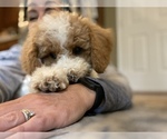 Small Photo #10 Goldendoodle Puppy For Sale in FALMOUTH, VA, USA