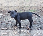 Small Photo #11 American Pit Bull Terrier Puppy For Sale in GLN ALLN, VA, USA
