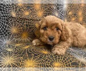 Cavapoo Puppy for sale in SPRING VALLEY, MN, USA