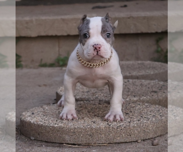 Medium Photo #2 American Bully Puppy For Sale in CHAMPAIGN, IL, USA