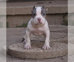 Small #1 American Bully