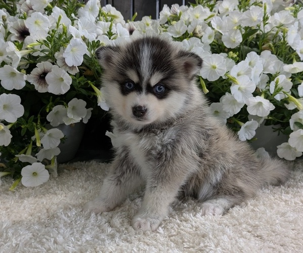 Medium Photo #15 Pomsky Puppy For Sale in GOSHEN, IN, USA