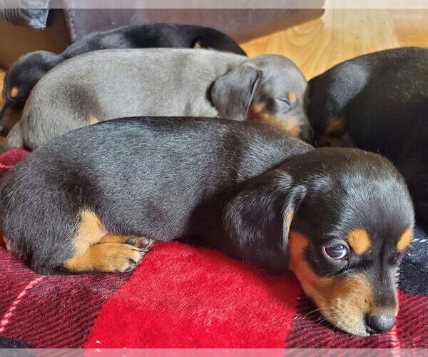Medium Photo #3 Dachshund Puppy For Sale in REPUBLIC, MO, USA