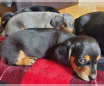 Small #2 Dachshund