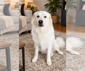 Great Pyrenees Dogs for adoption in Menifee, CA, USA