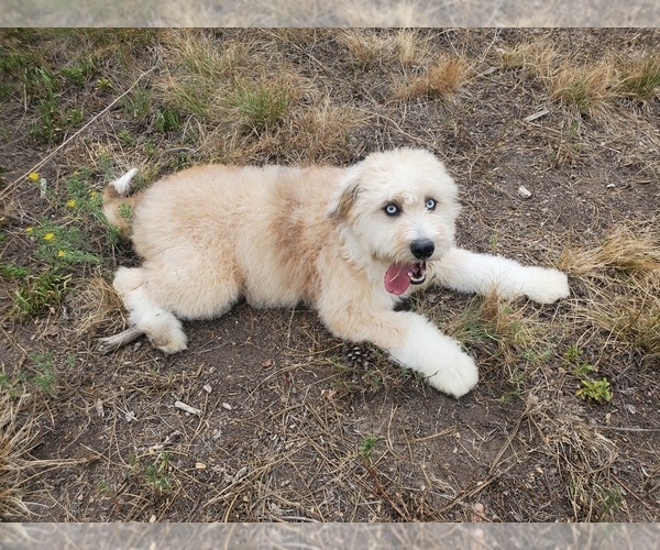 Medium Photo #12 Bernedoodle-Poodle (Toy) Mix Puppy For Sale in BLACK FOREST, CO, USA