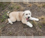 Small Photo #12 Bernedoodle-Poodle (Toy) Mix Puppy For Sale in BLACK FOREST, CO, USA