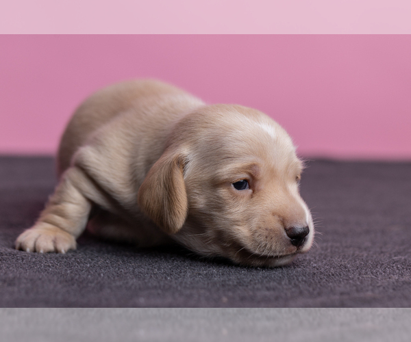 Medium Photo #27 Dachshund Puppy For Sale in CROWLEY, TX, USA