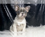 Puppy Rocky AKC French Bulldog