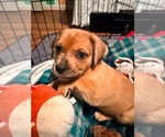 Small #2 Golden Dox