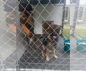 Lilly (6mo, 30lbs) - Female German Shepherd Dog Dog for Adoption - Photo #4