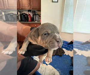 American Bully Puppy for sale in MANHATTAN, IL, USA