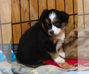 Miniature American Shepherd Puppy for sale in GOLDENDALE, WA, USA