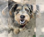 Small #4 Border Terrier Mix