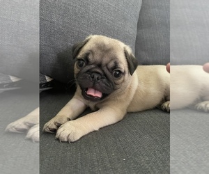 Pug Puppy for sale in BELL, CA, USA