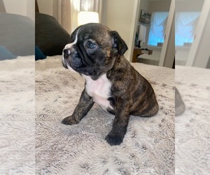 Faux Frenchbo Bulldog Puppy for sale in STANFIELD, NC, USA