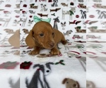 Small Photo #2 Dachshund Puppy For Sale in LANCASTER, PA, USA