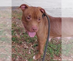 American Staffordshire Terrier Dogs for adoption in Fort Lauderdale, FL, USA