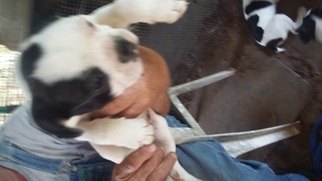 Faux Frenchbo Bulldog Puppy for sale in MC DAVID, FL, USA
