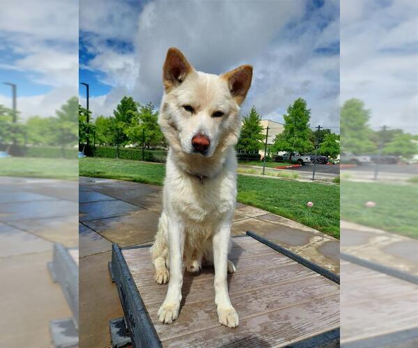 Medium Photo #2 Siberian Husky-Unknown Mix Puppy For Sale in Elk Grove, CA, USA