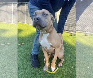 Mutt Dogs for adoption in Hilton Head, SC, USA