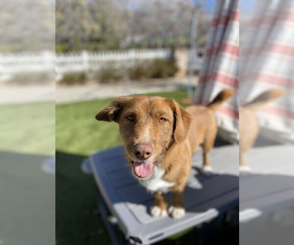 Medium Photo #3 Dachshund-Unknown Mix Puppy For Sale in La Verne, CA, USA