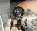 Small Photo #19 Catahoula Leopard Dog-Rottweiler Mix Puppy For Sale in BRADFORD, NY, USA