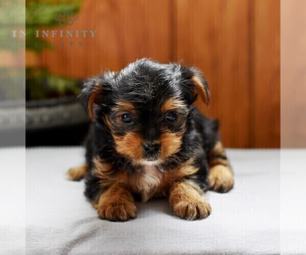 Medium Photo #4 Yorkshire Terrier Puppy For Sale in LOGANTON, PA, USA