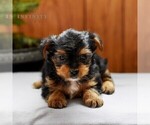 Small Photo #4 Yorkshire Terrier Puppy For Sale in LOGANTON, PA, USA