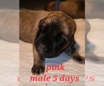 Small Photo #5 Mastiff Puppy For Sale in OXNARD, CA, USA