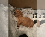 Small Photo #6 Dachshund Puppy For Sale in TERRELL, TX, USA