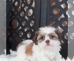 Small #4 Shih Tzu