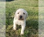Small Photo #5 Labradoodle Puppy For Sale in ADRIAN, MO, USA