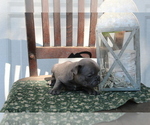 Small Photo #10 French Bulldog Puppy For Sale in SEARS, MI, USA