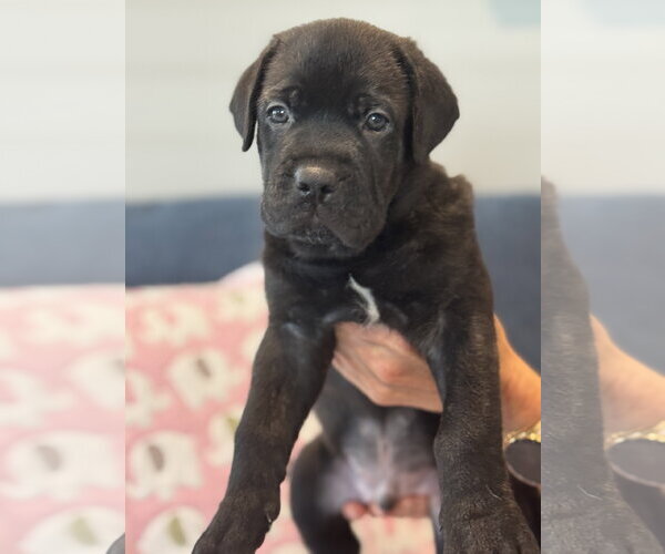 Medium Photo #4 Labrador Retriever-Unknown Mix Puppy For Sale in San Diego, CA, USA