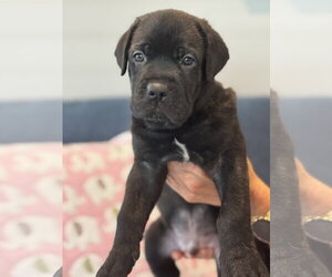 Charlotte's Puppy Tucker - Male Labrador Retriever-Unknown Mix Dog for Adoption - Photo #4