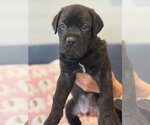 Small Photo #4 Labrador Retriever-Unknown Mix Puppy For Sale in San Diego, CA, USA