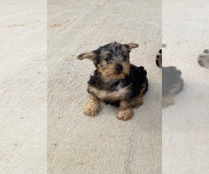 Yorkshire Terrier Puppy for sale in LEXINGTON, TN, USA