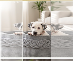 Lab-Pointer Dogs for adoption in Royal Palm Beach, FL, USA