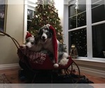 Small Photo #34 Border Collie Puppy For Sale in STRAFFORD, MO, USA
