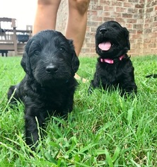 Goldendoodle Puppy for sale in MOUNT JULIET, TN, USA