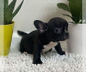 French Bulldog Puppy for sale in JOHNS ISLAND, SC, USA