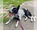 Small #2 American Staffordshire Terrier Mix