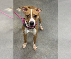 Mutt Dogs for adoption in Forestville, MD, USA