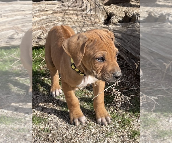 Medium Photo #4 Rhodesian Ridgeback Puppy For Sale in MORONGO VALLEY, CA, USA
