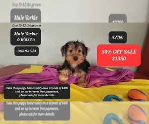 Yorkshire Terrier Puppy for sale in TUCSON, AZ, USA