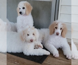 Poodle (Standard) Puppy for sale in WEST LIBERTY, KY, USA
